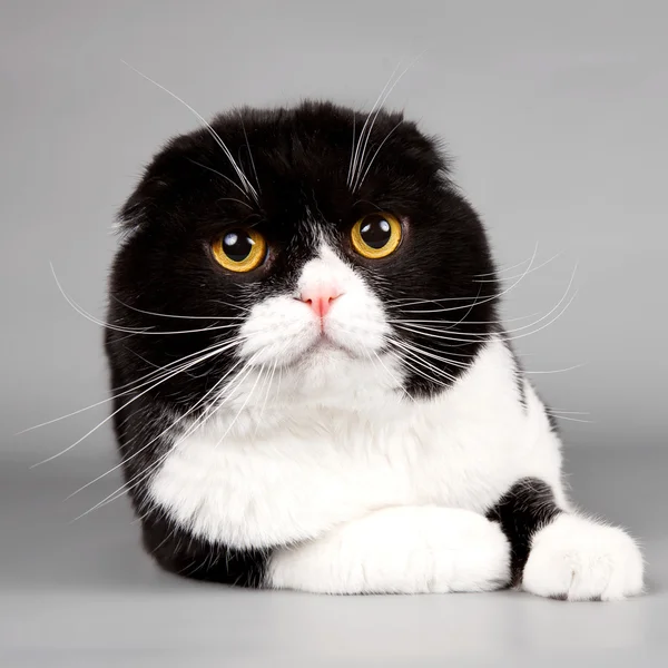 Katzenkopf auf grauem Hintergrund — Stockfoto