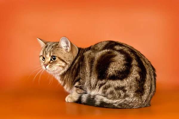 英国短毛猫橙色背景上 — 图库照片