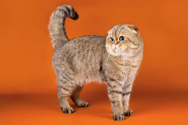 苏格兰折耳猫橙色背景上 — 图库照片