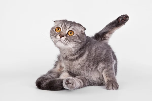 Kitten met opgeheven been — Stockfoto