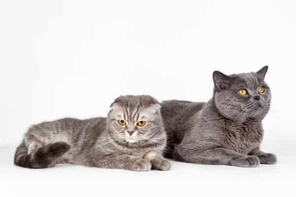 stock image Two cats on white background