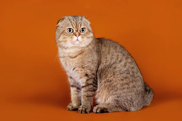 苏格兰折耳猫橙色背景上 — 图库照片