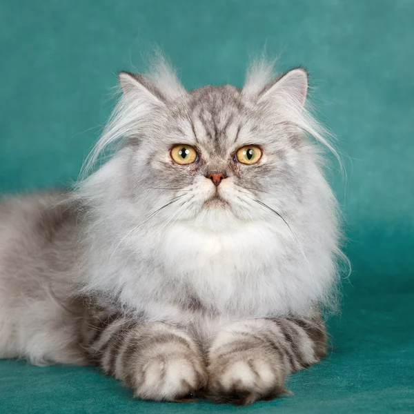 Sibirische Katze auf grünem Hintergrund — Stockfoto