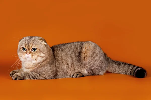 Scottish fold on orange background — Stock Photo, Image