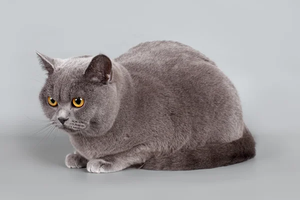 Gri zemin üzerine İngiliz kedi — Stok fotoğraf