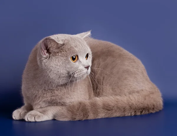 แมวอังกฤษบนพื้นหลังสีฟ้า — ภาพถ่ายสต็อก