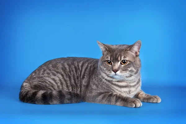 Кішки сіамські на синьому фоні — стокове фото
