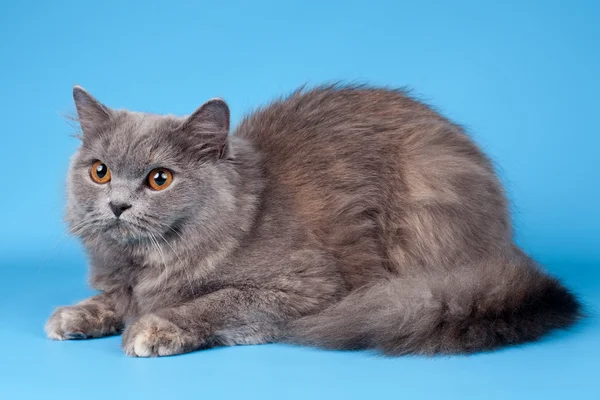 Кішки сіамські на синьому фоні — стокове фото