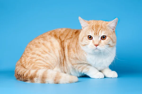 Mavi zemin üzerine kırmızı kedi — Stok fotoğraf