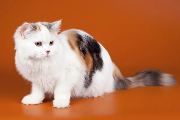 Vit katt på orange bakgrund — Stockfoto