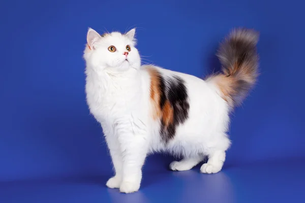 Bílá kočka na modrém pozadí — Stock fotografie