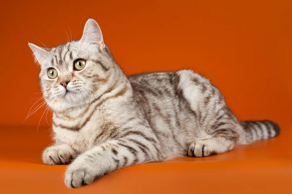 Kocięta na pomarańczowym tle — Zdjęcie stockowe