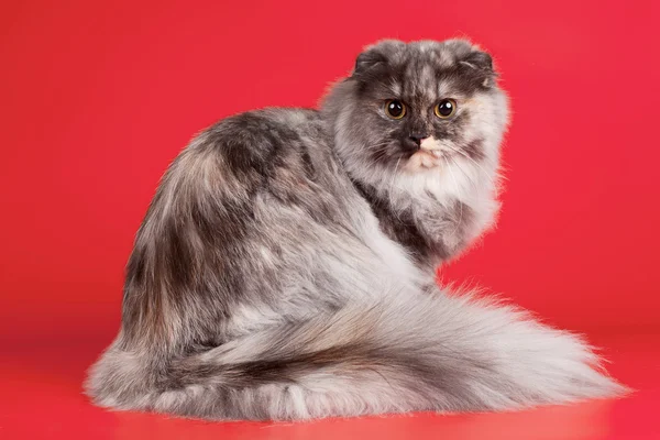 Scottish fold on red background — Stock Photo, Image