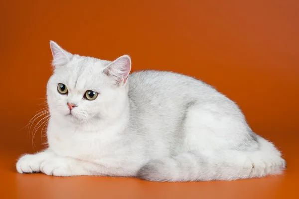 Белый кот на оранжевом фоне — стоковое фото