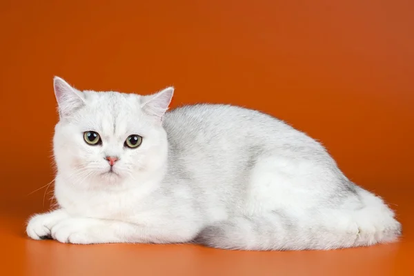 Белый кот на оранжевом фоне — стоковое фото