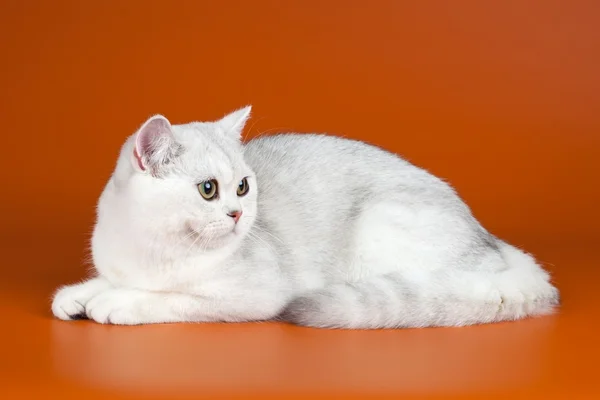 橙色背景上的白色猫咪 — 图库照片
