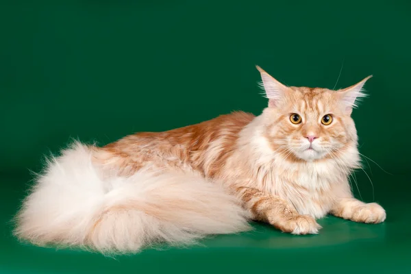 Maine coon on green background — Stock Photo, Image