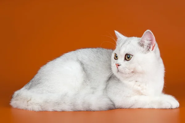 オレンジ色の背景上の白い猫 — ストック写真