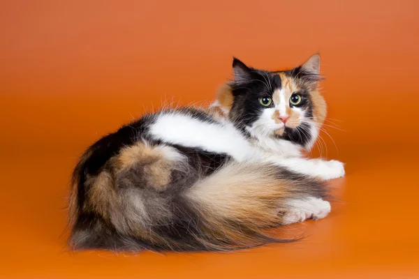 Norská lesní kočka na oranžovém pozadí — Stock fotografie