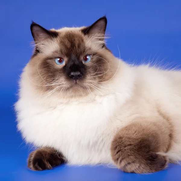 Голова сибирской кошки на синем фоне — стоковое фото
