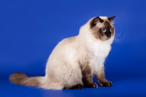 Сибирская кошка на синем фоне — стоковое фото