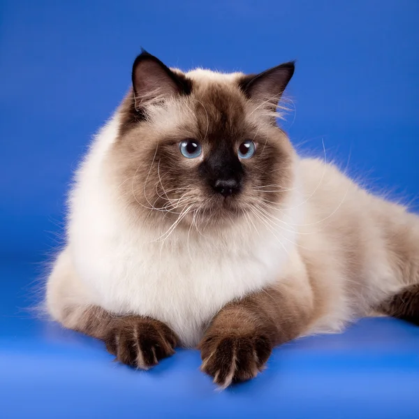 Siberian cat head on blue background — Stock Photo, Image