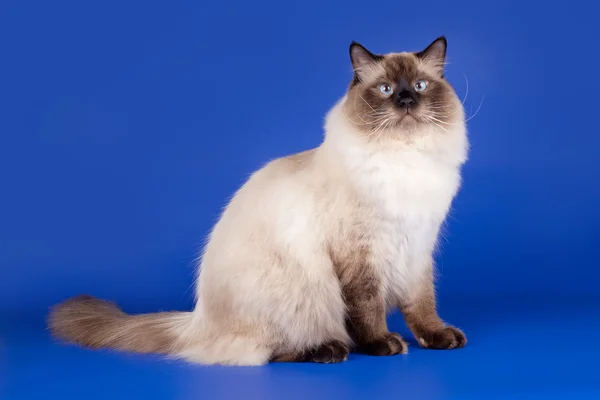 Siberian cat on blue background — Stock Photo, Image