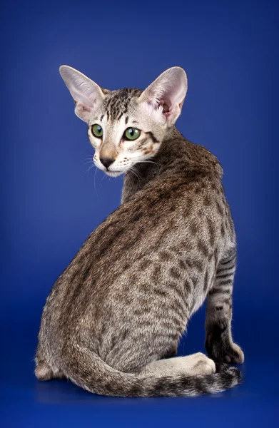 Orientalische Katze auf blauem Hintergrund — Stockfoto