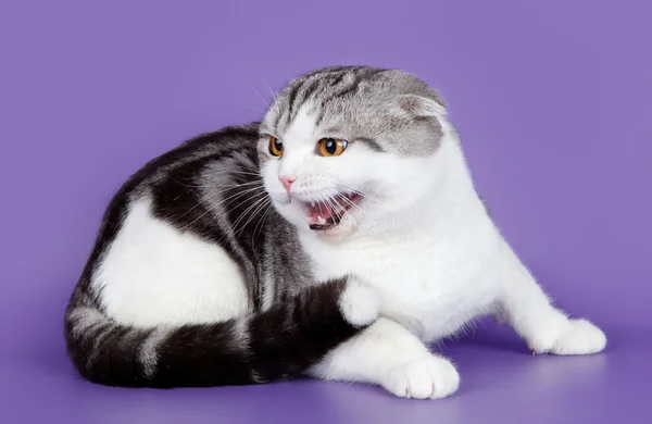 A lila háttér Fold visztula fülü macskák — Stock Fotó