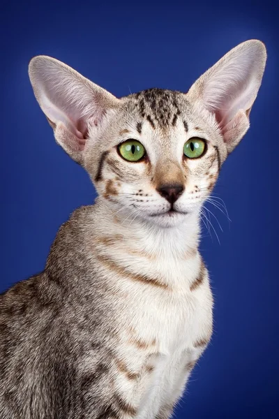 Orientalny kot głowy na niebieskim tle — Zdjęcie stockowe