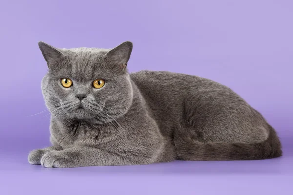 Britische Katze auf lila Hintergrund — Stockfoto
