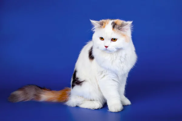 Vit katt på blå bakgrund — Stockfoto