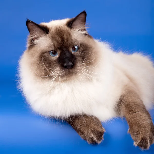 Голова сибирской кошки на синем фоне — стоковое фото