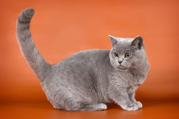 オレンジ色の背景上のイギリスの猫 — ストック写真