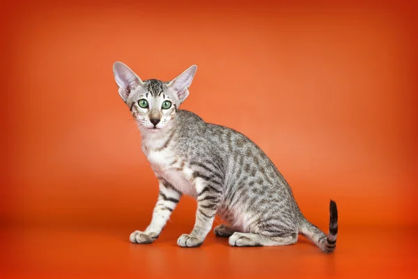 Gatto orientale su sfondo arancione — Foto Stock