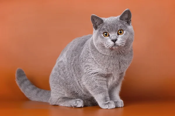 Британская кошка на оранжевом фоне — стоковое фото