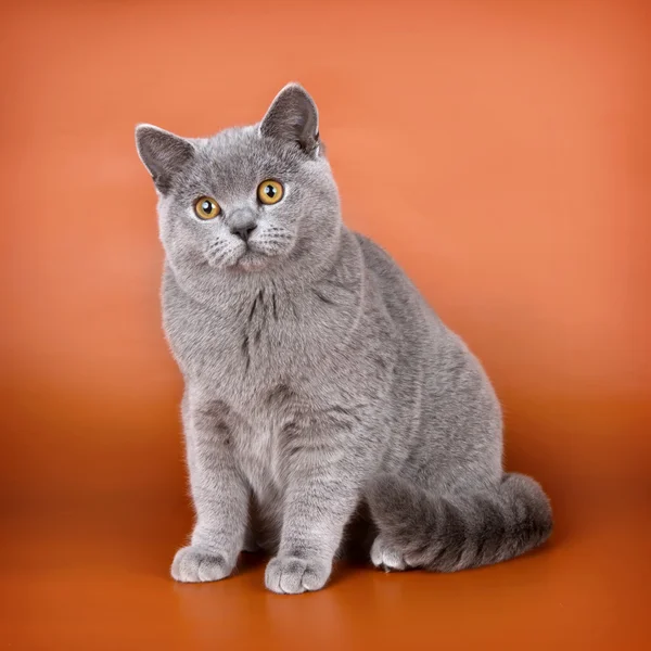 Britische Katze auf orangefarbenem Hintergrund — Stockfoto