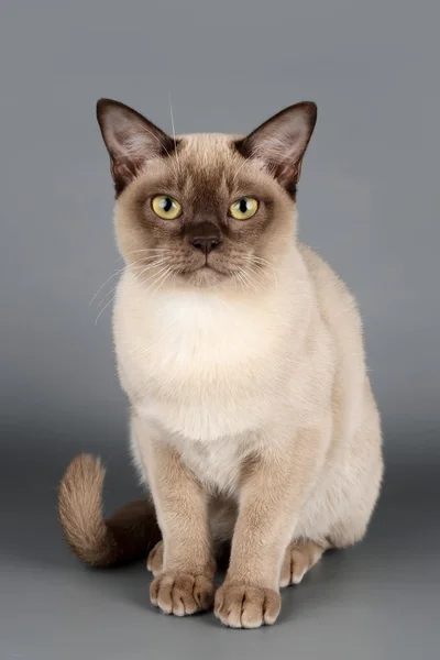 Katze auf grauem Hintergrund — Stockfoto