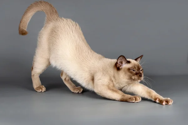 stock image Cat on grey background