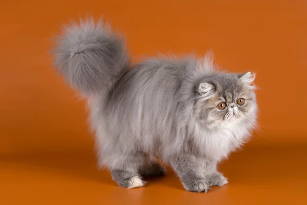 Персидская кошка на оранжевом фоне — стоковое фото