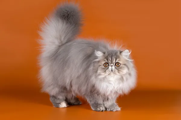 Perzische kat op oranje achtergrond — Stockfoto