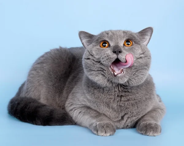 British cat with tongue on blue background — Stock Photo, Image