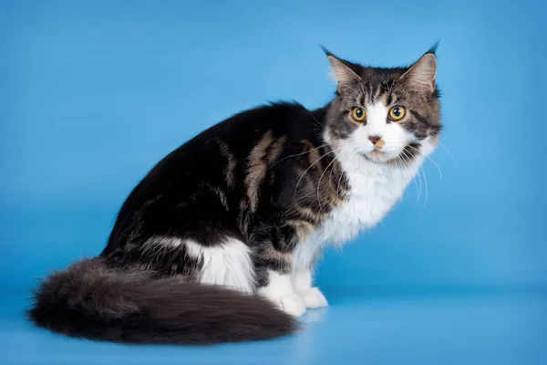 Maine coon on blue background — Stock Photo, Image