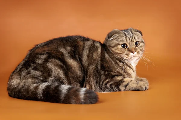 A narancsszínű háttér Fold visztula fülü macskák — Stock Fotó