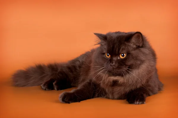 Britische Katze auf orangefarbenem Hintergrund — Stockfoto