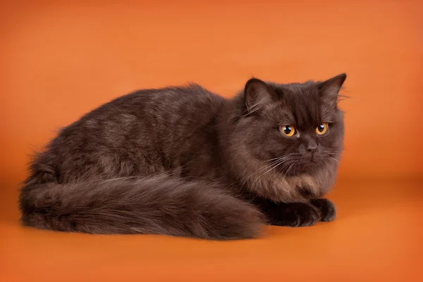 Britisk kat oven på orange baggrund - Stock-foto