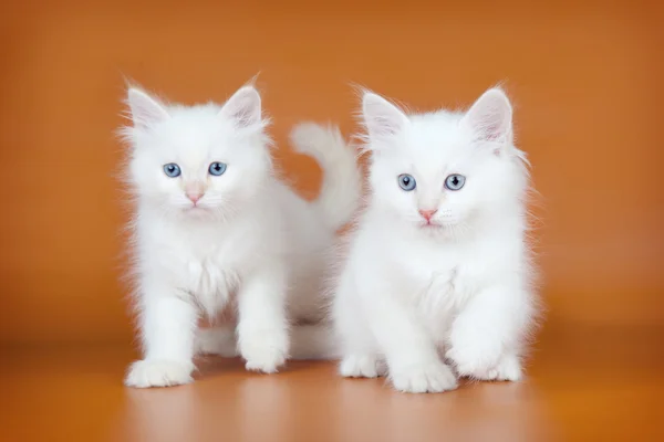 Dva sibiřské kotě na fialovém pozadí — Stock fotografie