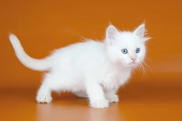 Turuncu zemin üzerine Siberian kedi — Stok fotoğraf