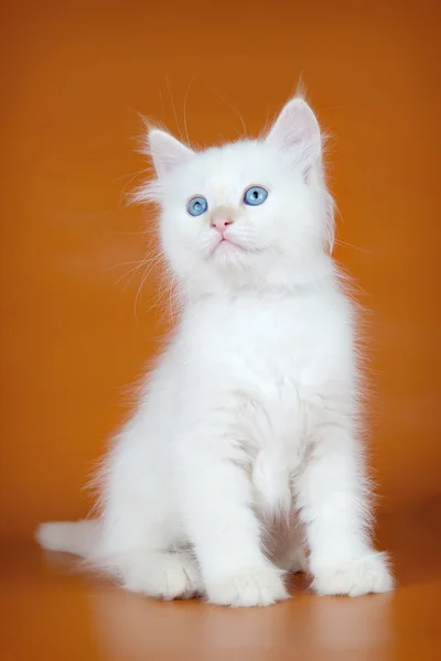 Siberian kitten on orange background — Stock Photo, Image