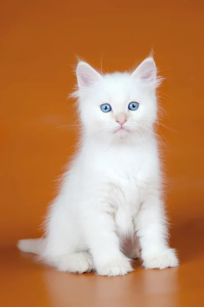 Сибирский котенок на оранжевом фоне — стоковое фото